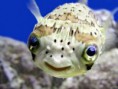 /album/fotogaleria-peces/hqdefault-2-jpg/